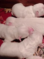 Predam steniatka bišonika