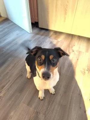 3lety Jack Russell teriér Alf