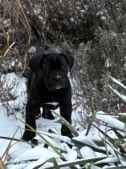 štěňátka Cane Corco