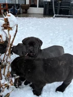 štěňátka Cane Corco