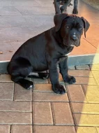 štěňátka Cane Corco