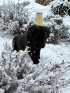 štěňátka Cane Corco