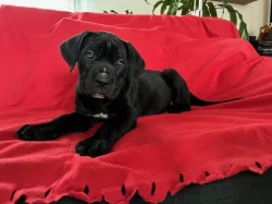 štěňátka Cane Corco