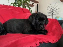 štěňátka Cane Corco