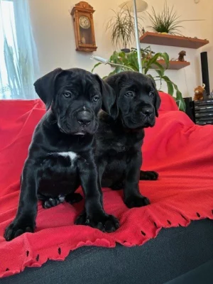 štěňátka Cane Corco