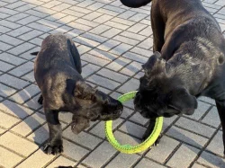 štěňátka Cane Corco