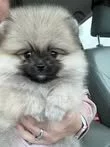 Čistokrevný pomeranian