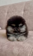Čistokrevný pomeranian