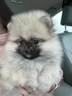 Čistokrevný pomeranian