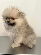 Čistokrevný pomeranian