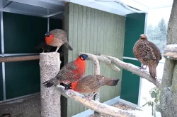 Prodám loňské Satyry obecné