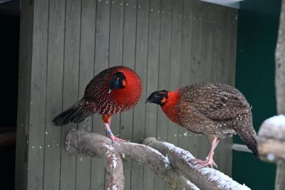 Prodám loňské Satyry obecné