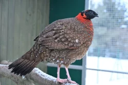 Prodám loňské Satyry obecné