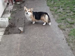 Pembroke Welsh Corgi