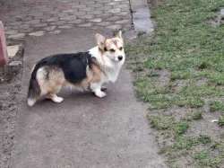 Pembroke Welsh Corgi