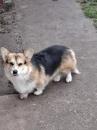 Pembroke Welsh Corgi