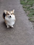 Pembroke Welsh Corgi