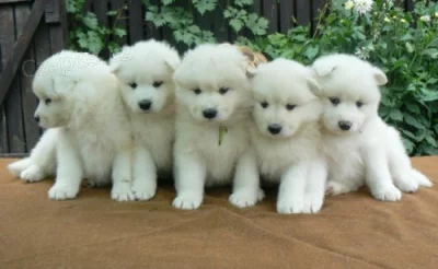 Samojed štěňátka s PP