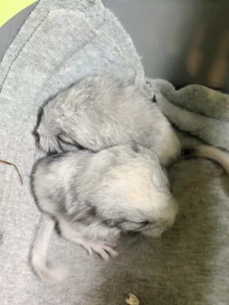 Prodám malé činčily