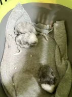 Prodám malé činčily