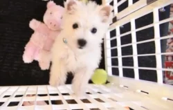 West highland white teriér bez pp