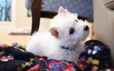 West highland white teriér  bez pp