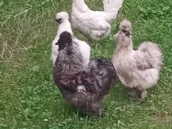 Pavlovská slepice a hedvabničky kohouty i slípky