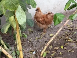 Pavlovská slepice a hedvabničky kohouty i slípky