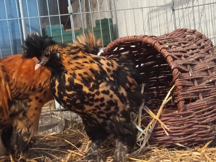 Pavlovská slepice a hedvabničky kohouty i slípky