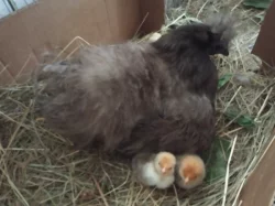 Pavlovská slepice a hedvabničky kohouty i slípky