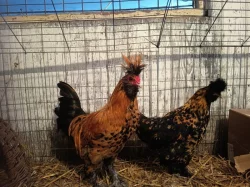 Pavlovská slepice a hedvabničky kohouty i slípky