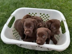 Štěňata labradorského retrívra