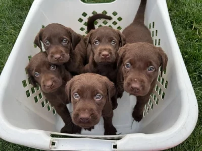 Štěňata labradorského retrívra
