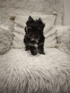 Jorkšírský teriér s PP - color čokoládový