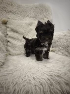 Jorkšírský teriér s PP - color čokoládový