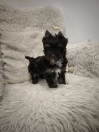 Jorkšírský teriér s PP - color čokoládový