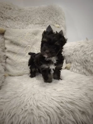 Jorkšírský teriér s PP - color čokoládový