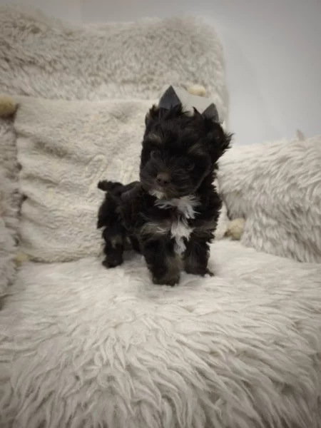 Jorkšírský teriér s PP - color čokoládový