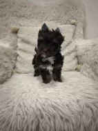 Jorkšírský teriér s PP - color čokoládový