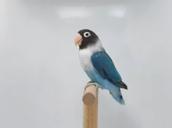 Agapornis personatus