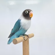 Agapornis personatus