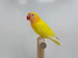 Agapornis personatus