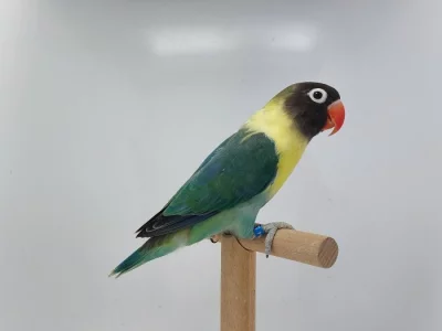 Agapornis personatus