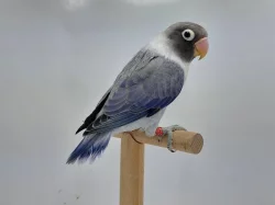 Agapornis personatus