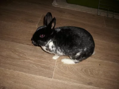 Králík s kompletním vybavením