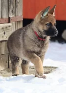 Německý ovčák s PP