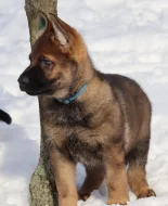 Německý ovčák s PP