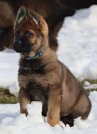 Německý ovčák s PP