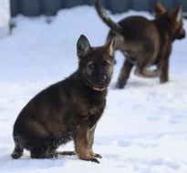 Německý ovčák s PP