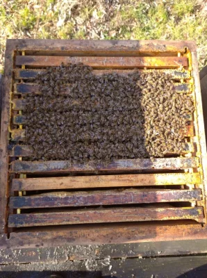 Včeli Oddělky prodám